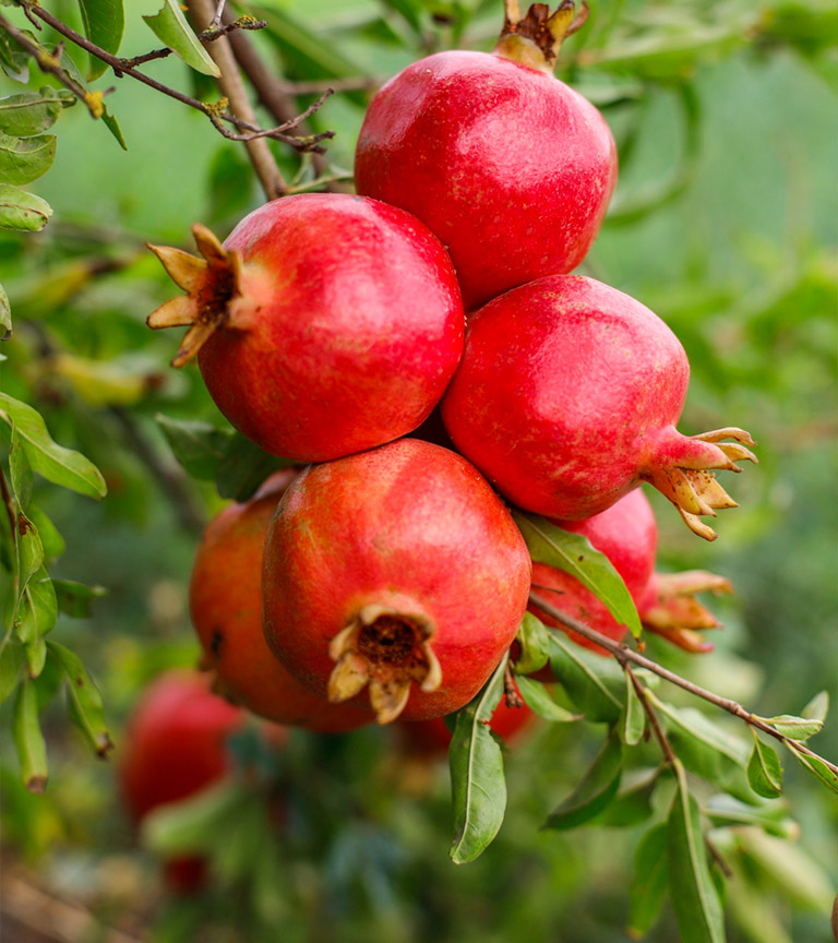 pomegranate